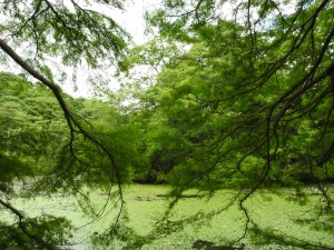 20150621六甲山森林植物園 (27)